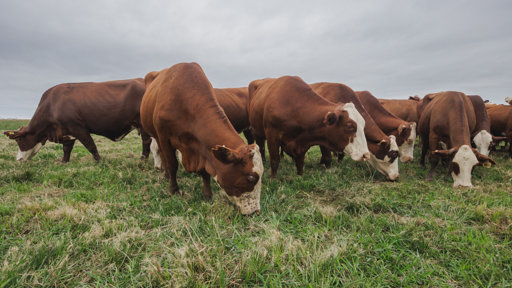 La Asociación Braford Argentina firmó un Acuerdo Estratégico con Ubi Meat